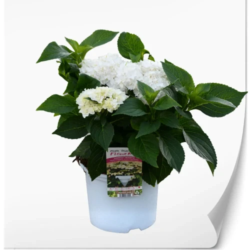hydrangea-dopio-bianco-2.webp