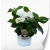 hydrangea-dopio-bianco-2.webp