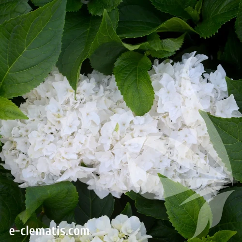 hydrangea-dopio-bianco.webp