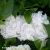 hydrangea-dopio-bianco.webp
