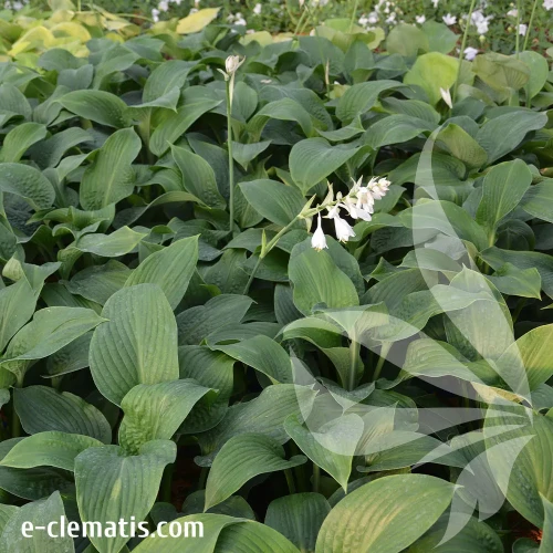 hosta-t-rex-2.webp