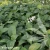hosta-t-rex-2.webp