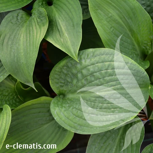 hosta-t-rex-1.webp