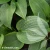 hosta-t-rex-1.webp