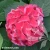 hydrangea-hi-tornado.webp