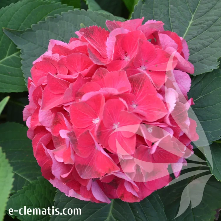 hydrangea-hi-tornado.webp