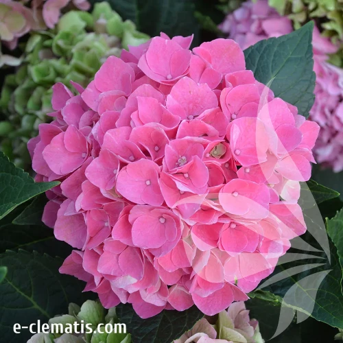 hydrangea-hi-sky.webp