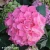 hydrangea-hi-sky.webp