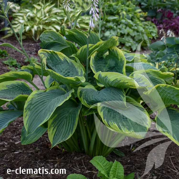 hosta-shadowland-wu-la-la-1-e-clematis-v2-e-clematis.webp