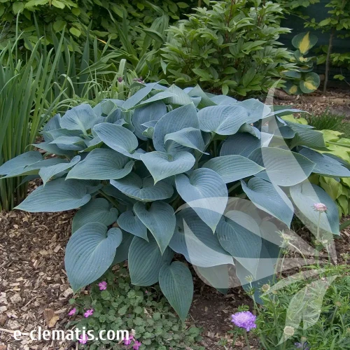 hosta-halcyon-1-e-clematis.webp