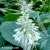 hosta-elegans-2-e-clematis.webp
