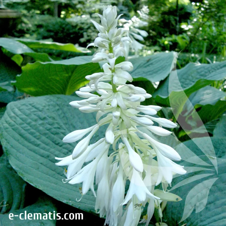 hosta-elegans-2-e-clematis.webp