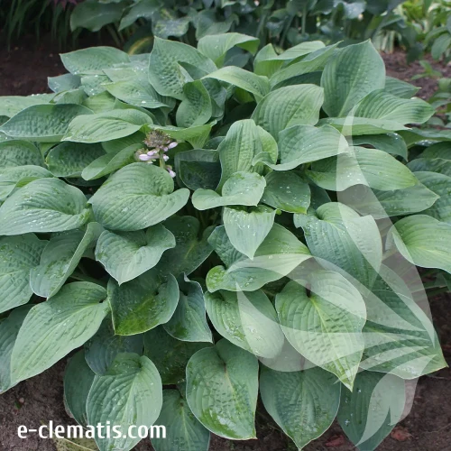hosta-elegans-1-e-clematis.webp