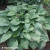 hosta-elegans-1-e-clematis.webp