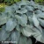 hosta-blue-angel-4-e-clematis.webp