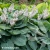 hosta-blue-angel-1-e-clematis.webp