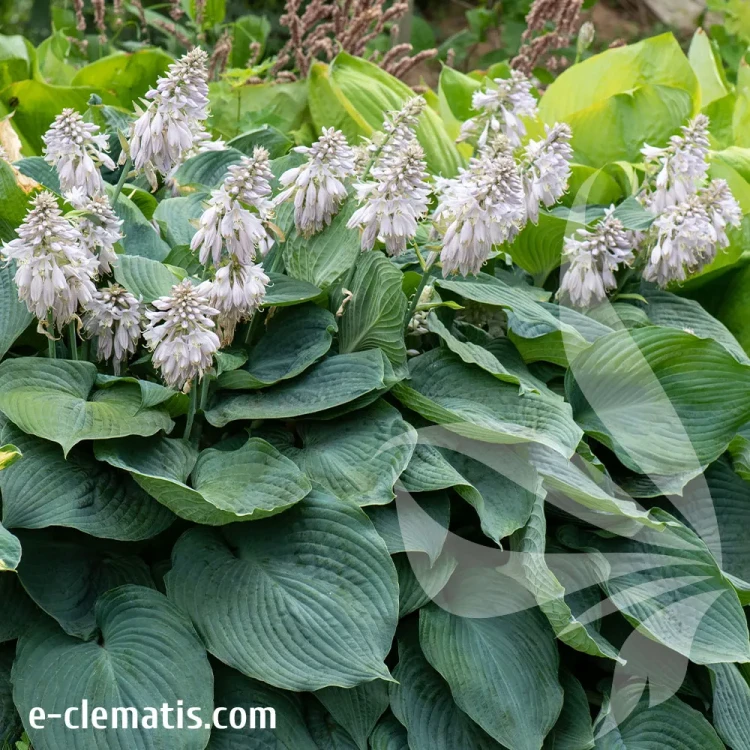 hosta-blue-angel-1-e-clematis.webp