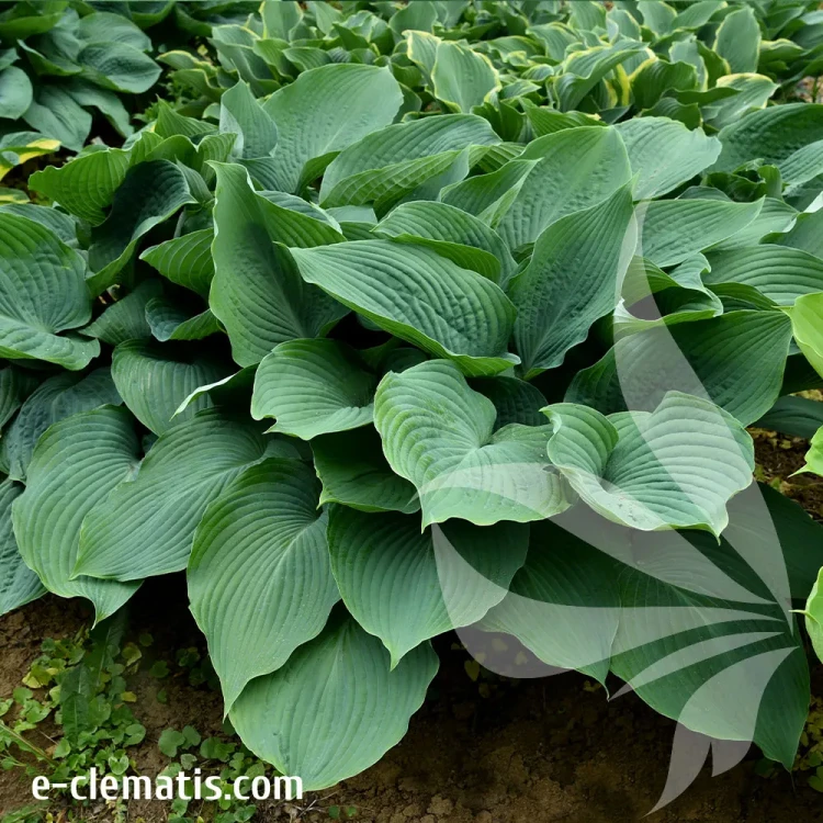 hosta-blue-angel-2-e-clematis.webp