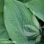 hosta-blue-angel-3-e-clematis.webp