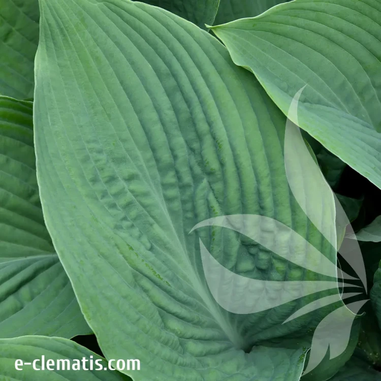 hosta-blue-angel-3-e-clematis.webp