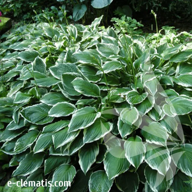hosta-undulata-albomarginata-1-e-clematis.webp