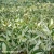 Hosta-Fire-&-Ice-1.webp