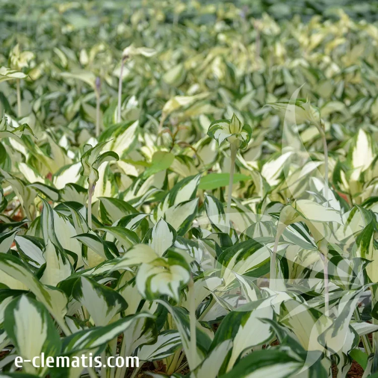 Hosta-Fire-&-Ice-1.webp