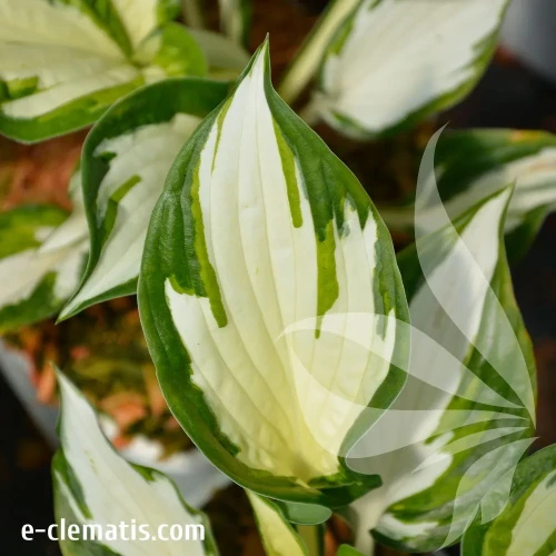 Hosta-Fire-&-Ice-2.webp