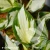 Hosta-Fire-&-Ice-2.webp