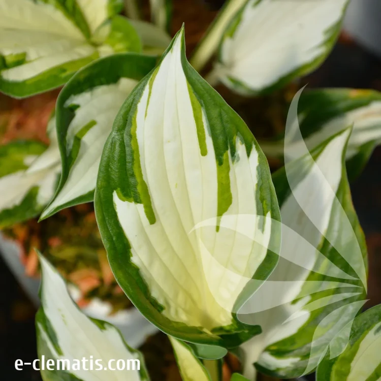 Hosta-Fire-&-Ice-2.webp