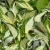 Hosta-Fire-&-Ice-3.webp