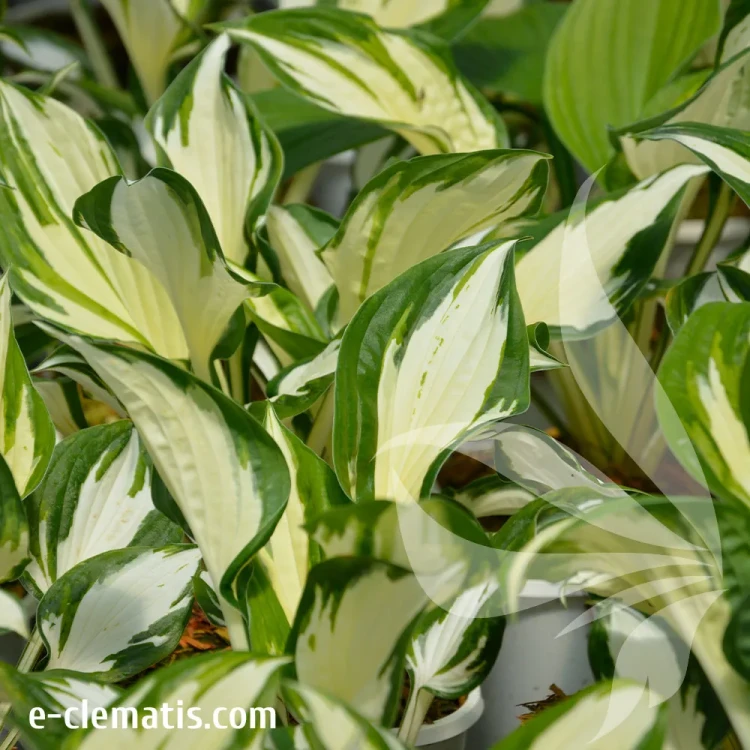 Hosta-Fire-&-Ice-3.webp
