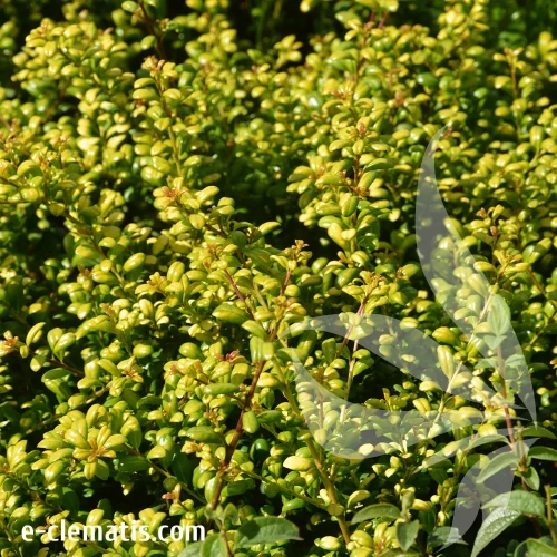 Ilex-crenata-Convexed-Gold.webp