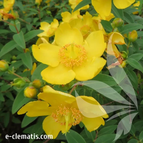 Hypericum-calycinum.webp