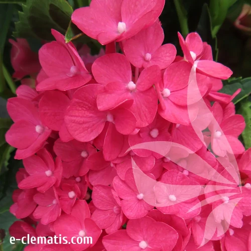 Hydrangea-macrophylla-Rebelion®-Farrari-Love-1.webp