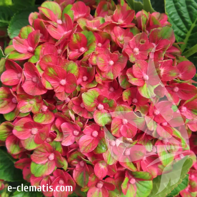 Hydrangea-macrophylla-Rebelion®-Farrari-Love-2.webp
