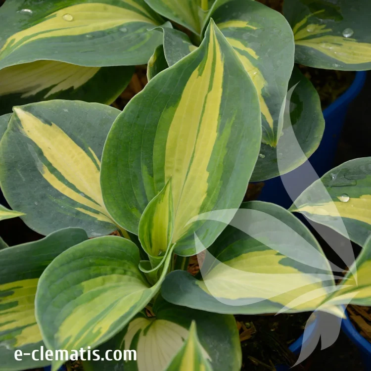 Hosta-Dream-Queen.webp