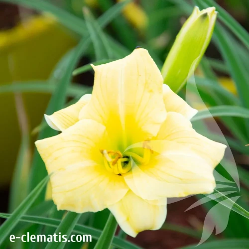 Hemerocallis-Precious-d'-Oro.webp