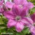 Clematis-Pink-Horizon-1.jpg