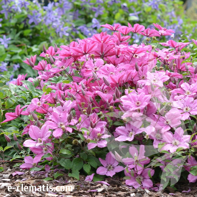 Clematis-Pink-Horizon-3.jpg