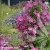Clematis-Pink-Horizon-4.jpg