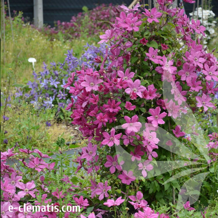 Clematis-Pink-Horizon-4.jpg