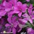 Clematis-Pink-Horizon-2.jpg