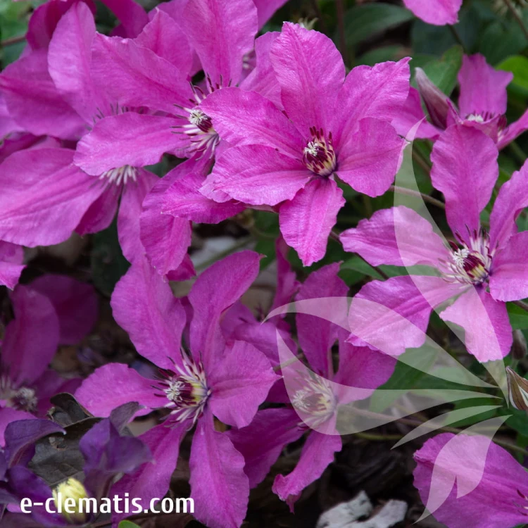 Clematis-Pink-Horizon-2.jpg
