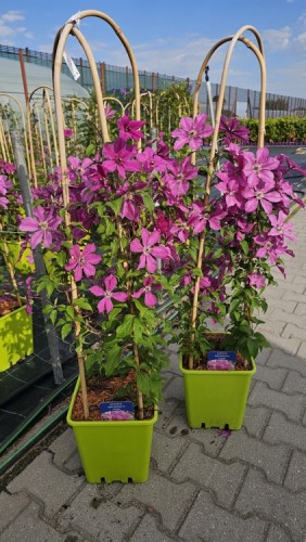 Clematis-Pink-Horizon-5.jpg