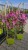 Clematis-Pink-Horizon-5.jpg