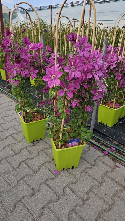 Clematis-Pink-Horizon-6.jpg