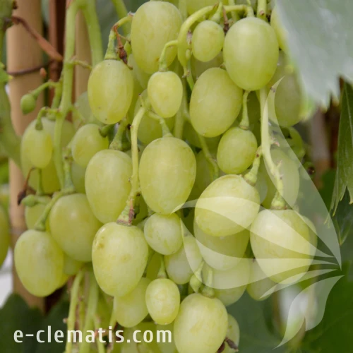 Vitis Cytryn.webp