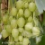 Vitis Cytryn.webp