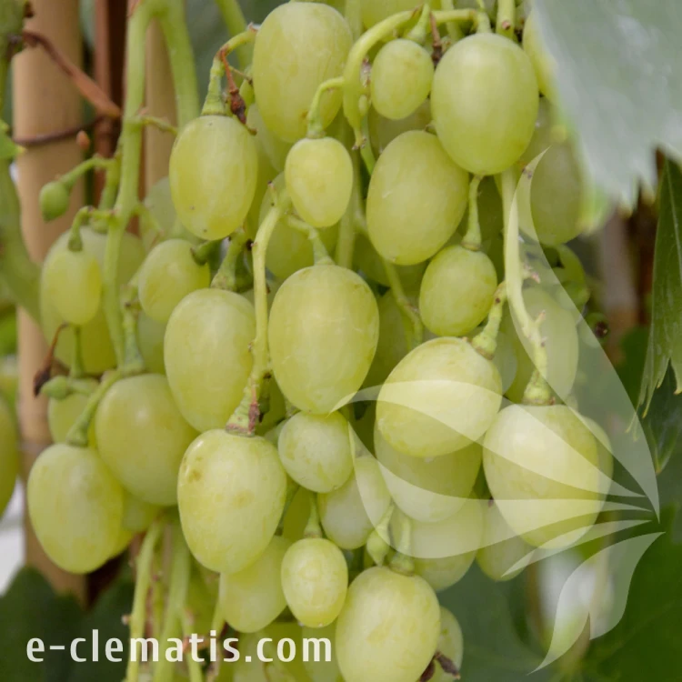 Vitis Cytryn.webp